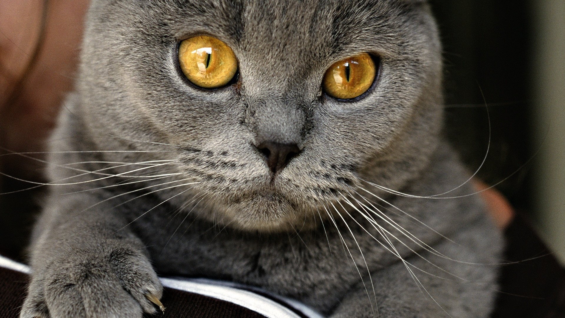 chartreux cat info