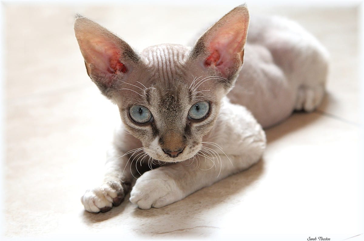 devon rex cat info