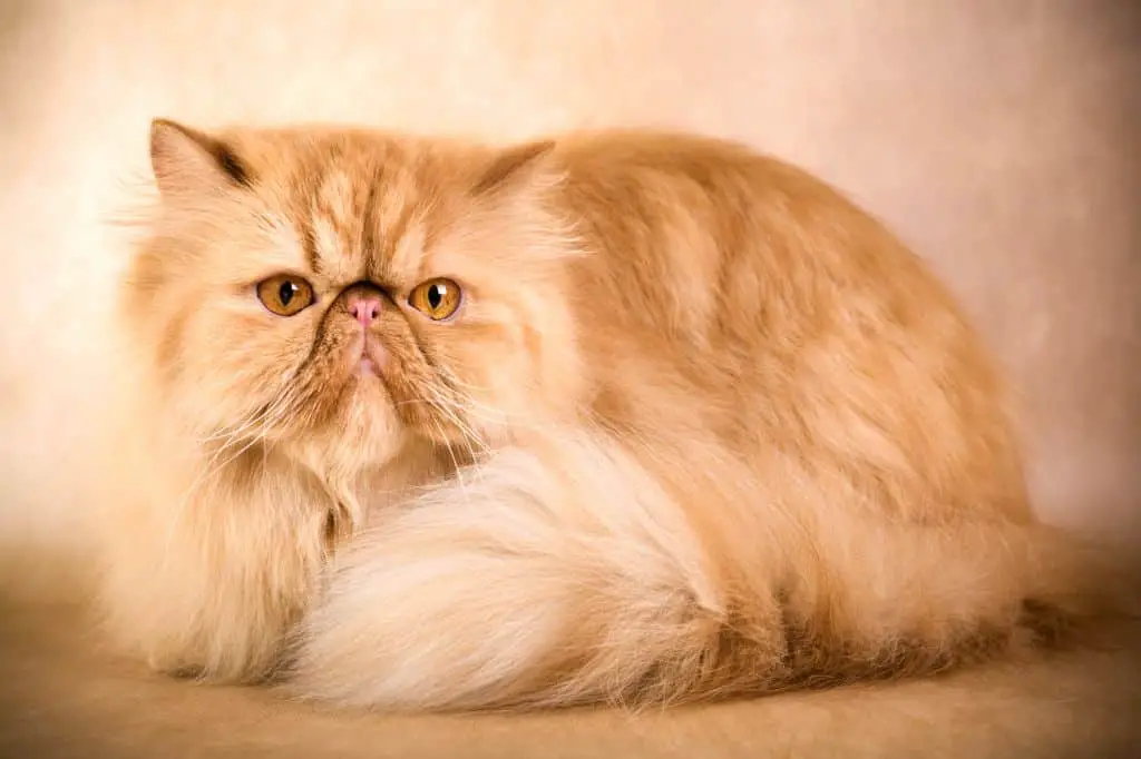 Persian Cat – Purrfect Cat Breeds