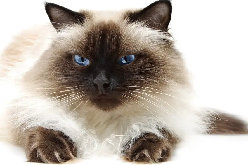 Things You Didn't Know About The Himalayan Cat FallinPets