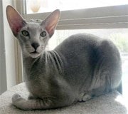 peterbald cat breed