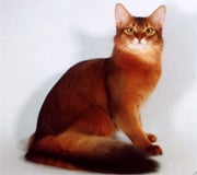 somali cat breed