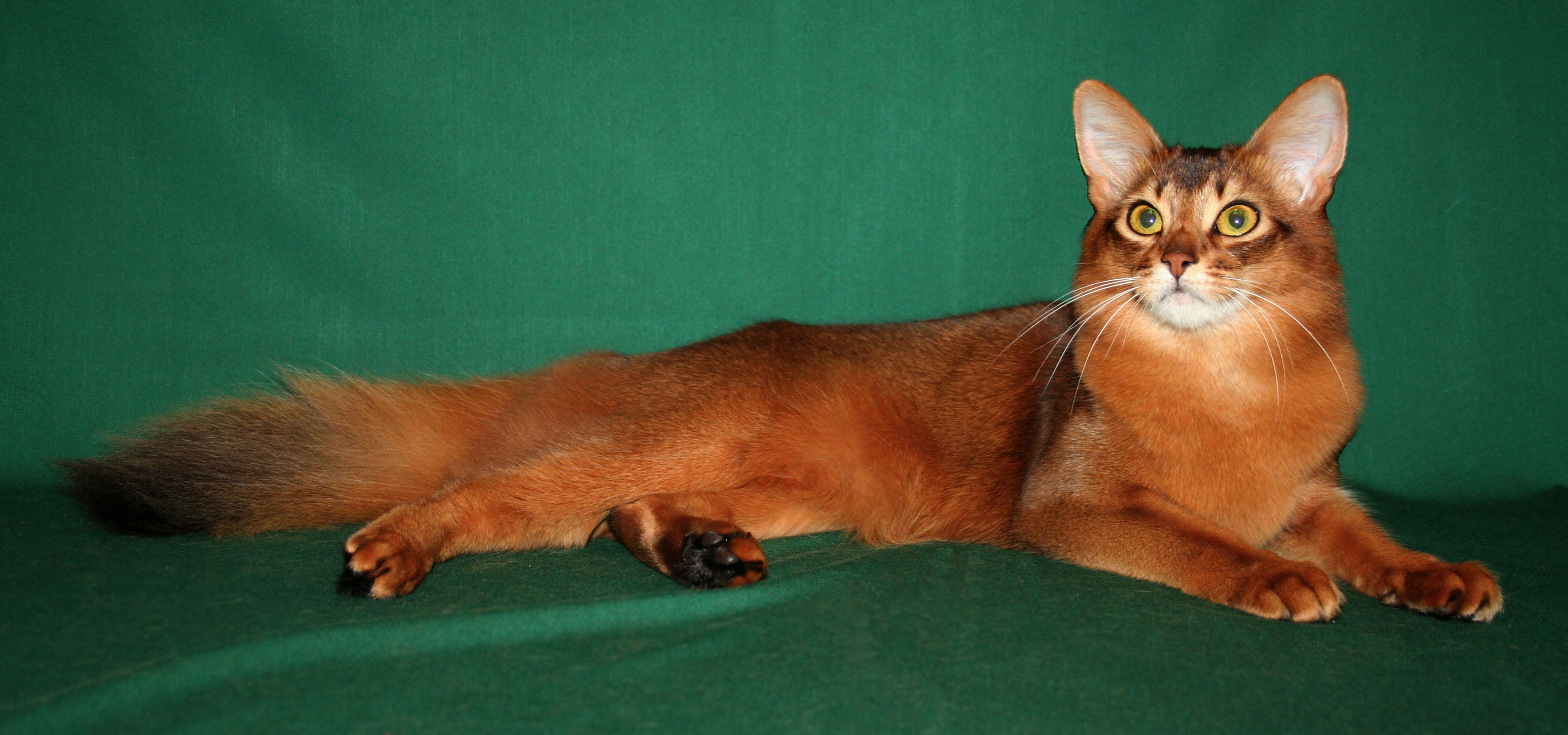 Somali-cat8.jpg
