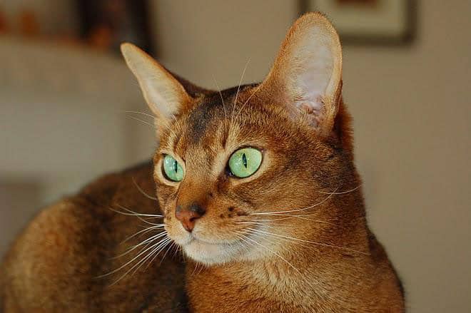 Picture of a Abyssinian , Pictures of Abyssinian , Pictures of Abyssinian , Abyssinian pictures to print