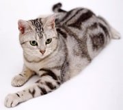 american shorthair cat breed