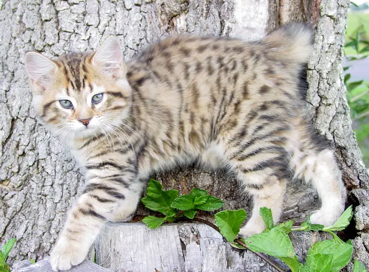 Znalezione obrazy dla zapytania American Bobtail