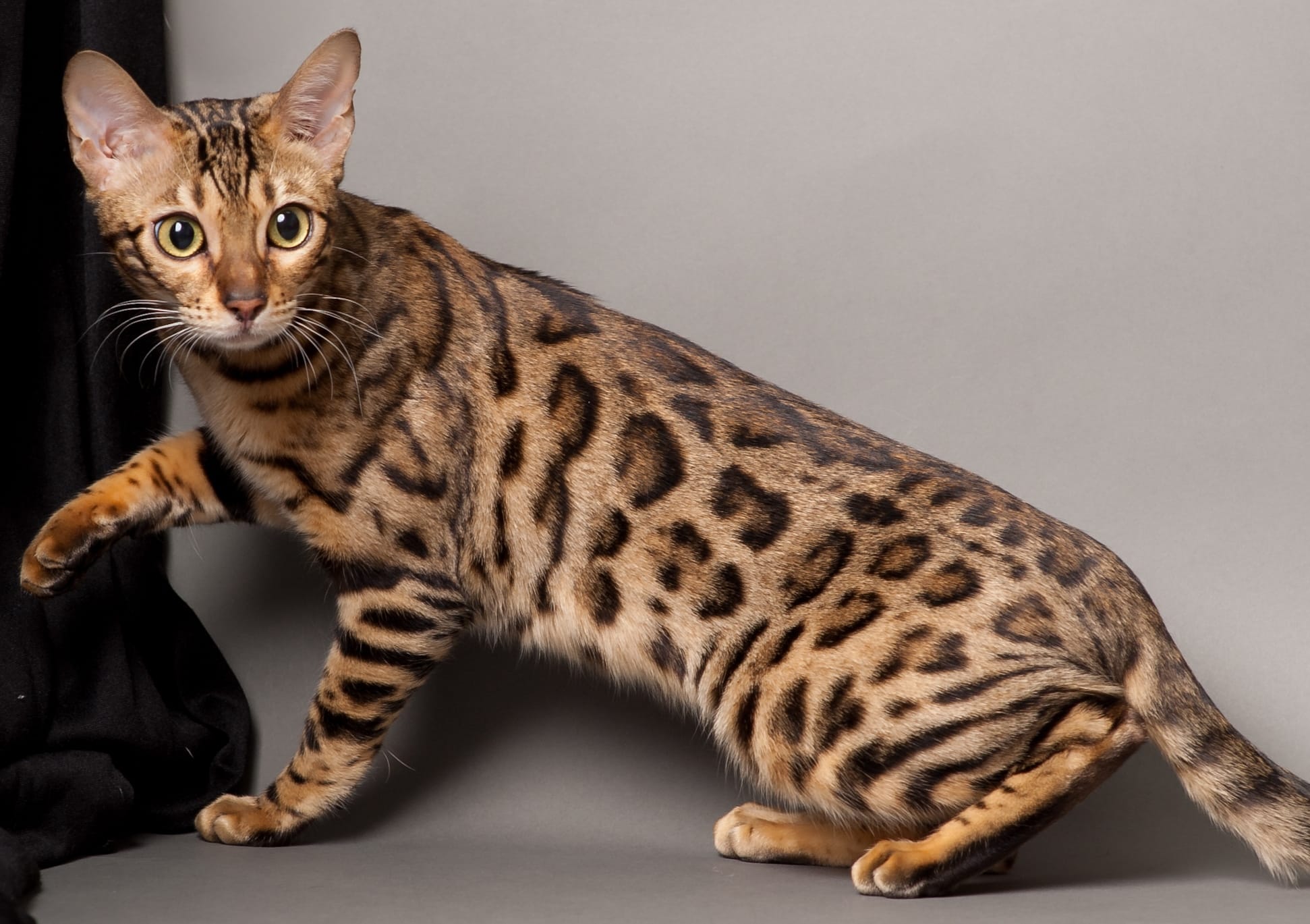 bengal cat soft toy