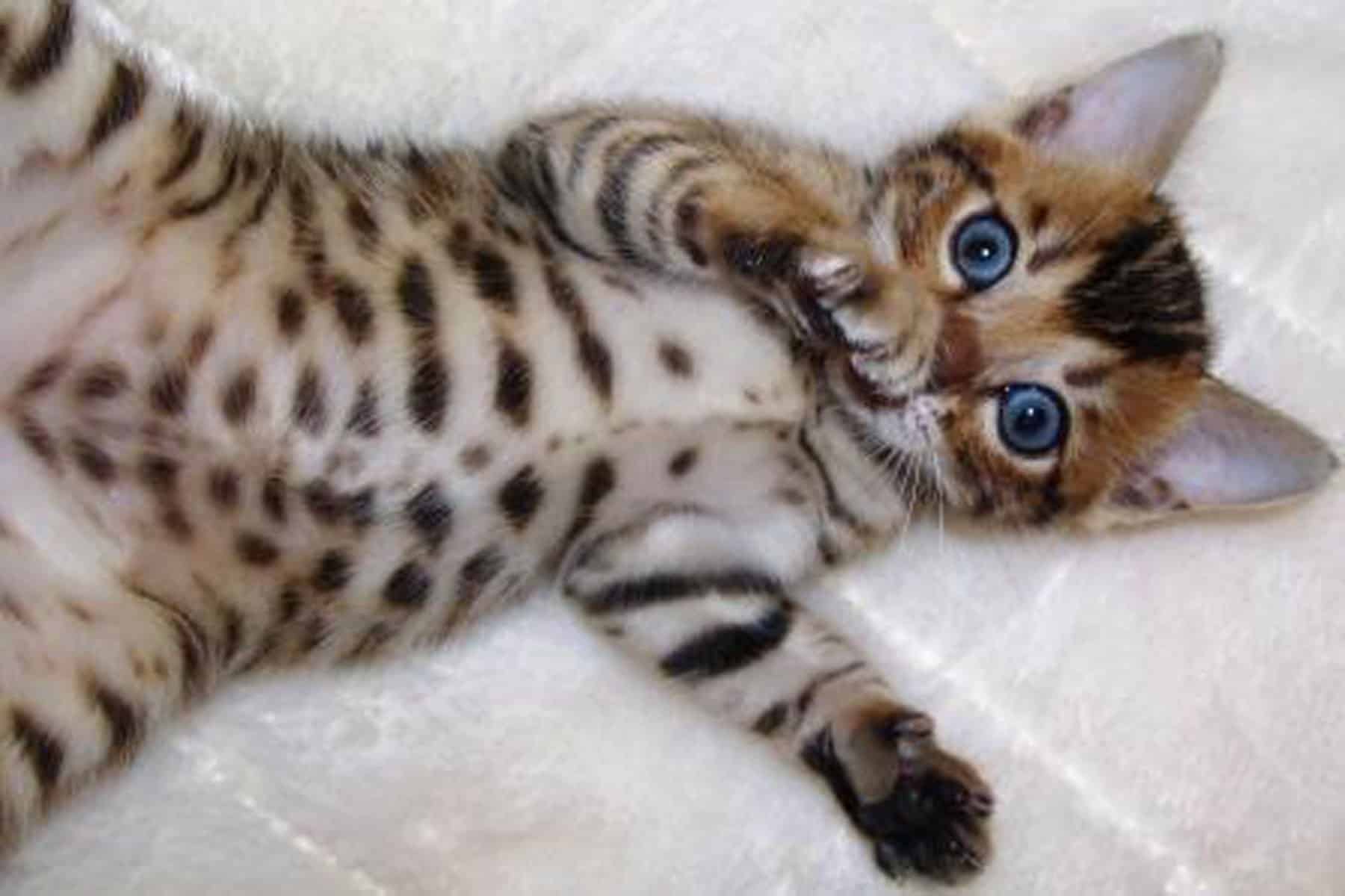 bengal-cat-purrfect-cat-breeds