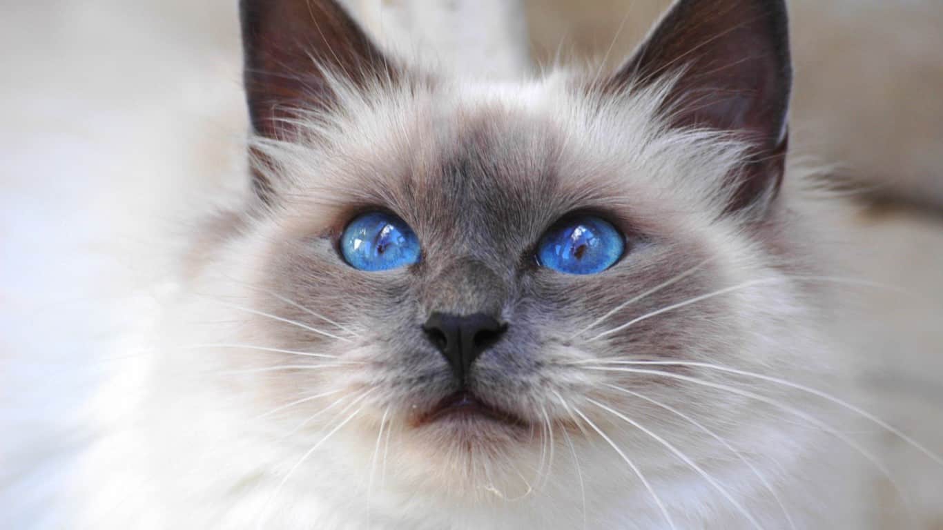 Birman pictures free, High quality Birman pictures, Photos of Birman , Grey Birman pictures, Baby Birman pictures