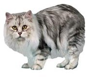 cymric cat breed