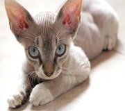 devon rex cat breed