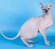 donskoy cat breed