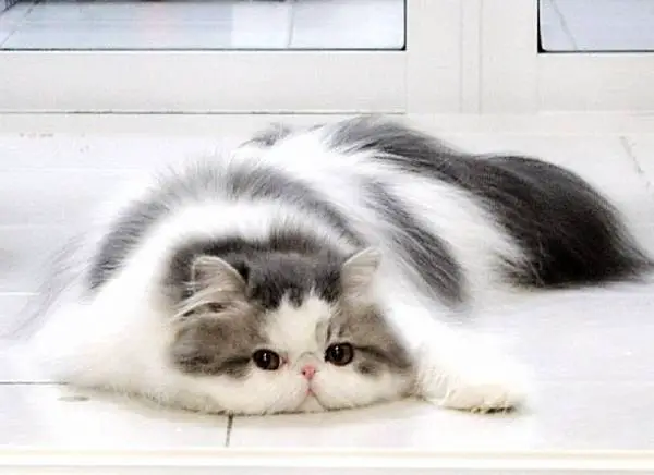 Fluffy Cat Breeds – Purrfect Cat Breeds
 Fluffy Cat Breeds