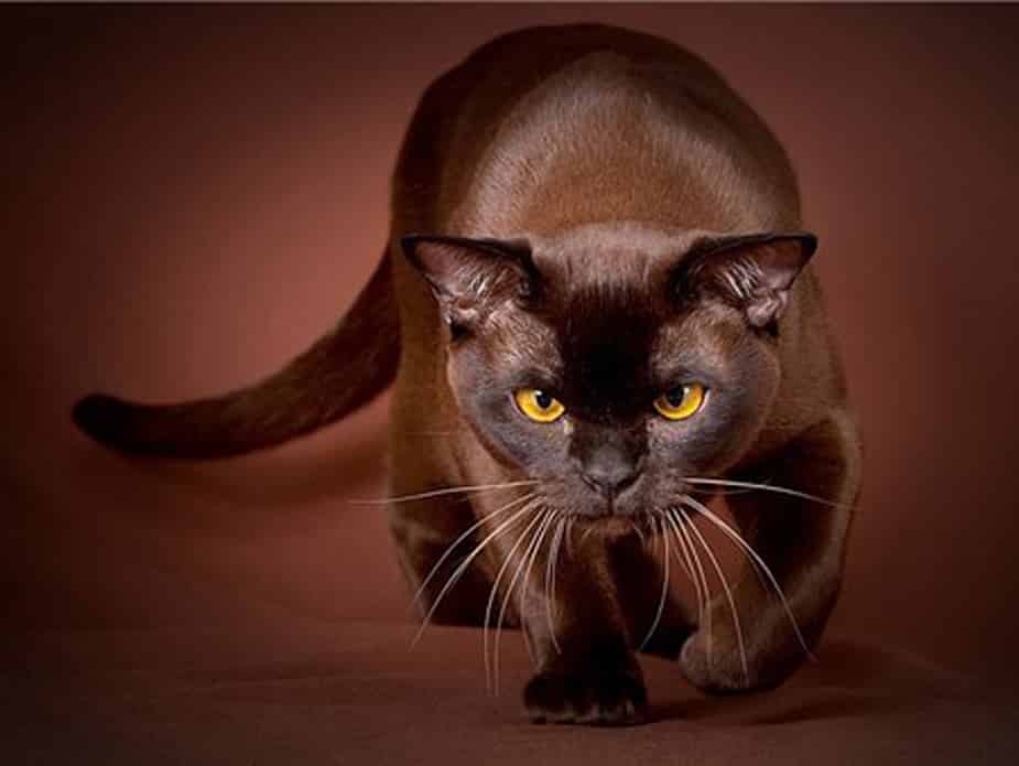 Havana Brown Cat – Purrfect Cat Breeds