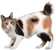 japanese bobtail cat breed