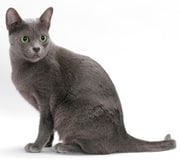 korat cat breed