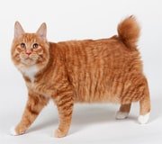 kurilian bobtail cat breed