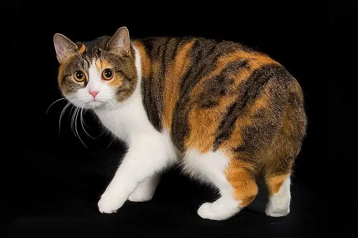 spanish cat breed