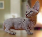 minskin cat