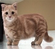 munchkin cat breed