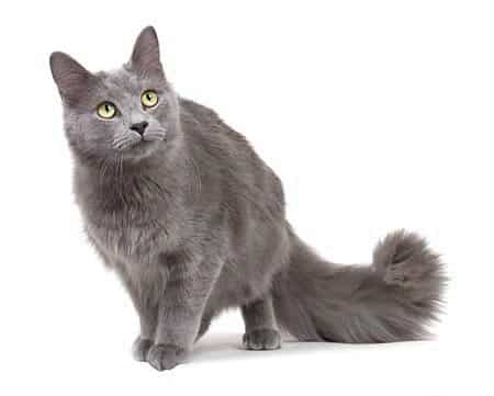 nebelung4.jpg