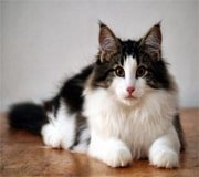 norwegian forest cat breed