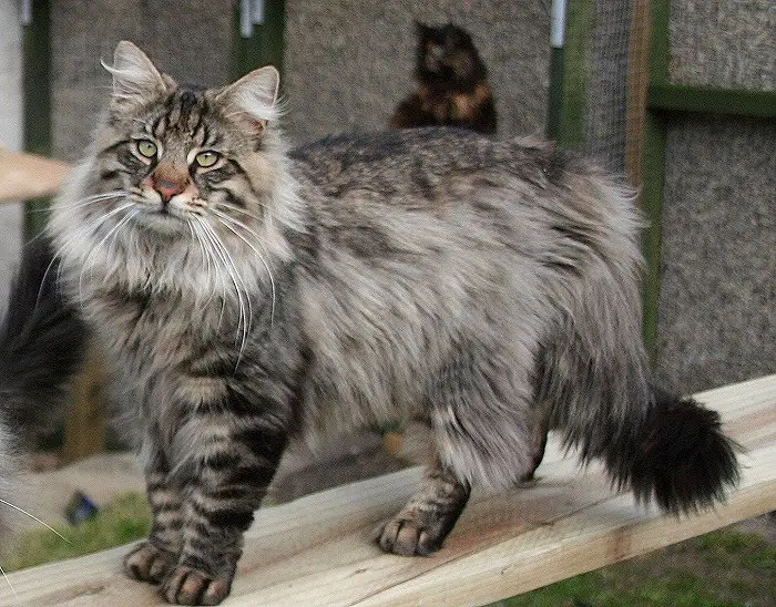 Norwegian Forest Cat – Purrfect Cat Breeds