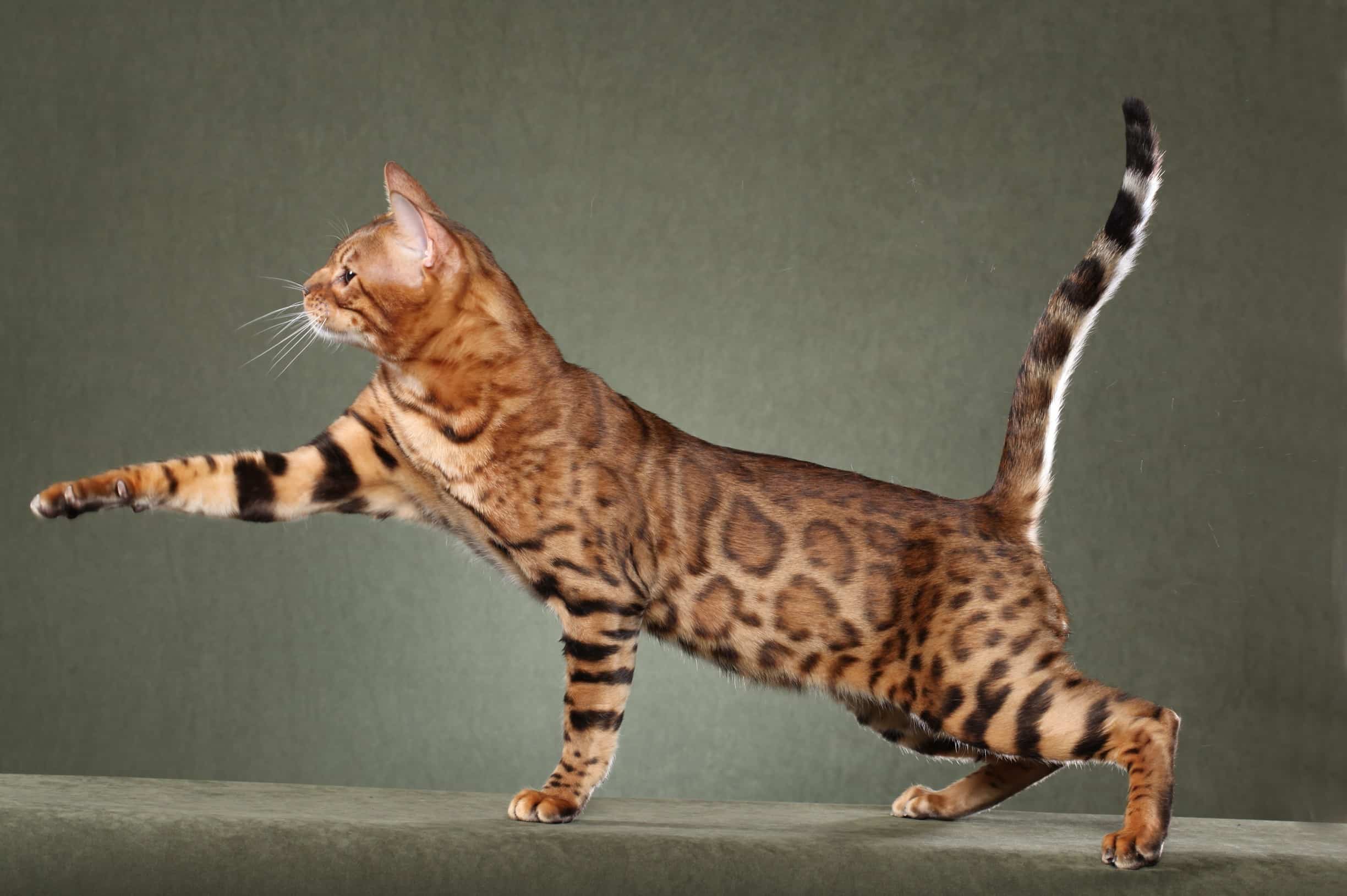 Savannah Cat – Purrfect Cat Breeds