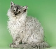 selkirk rex info