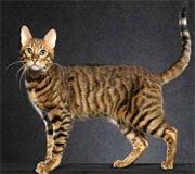 serengeti cat breed