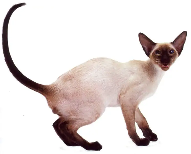 Orientális, sziámi macska a Camponában 2022 december 10.én és 11-én