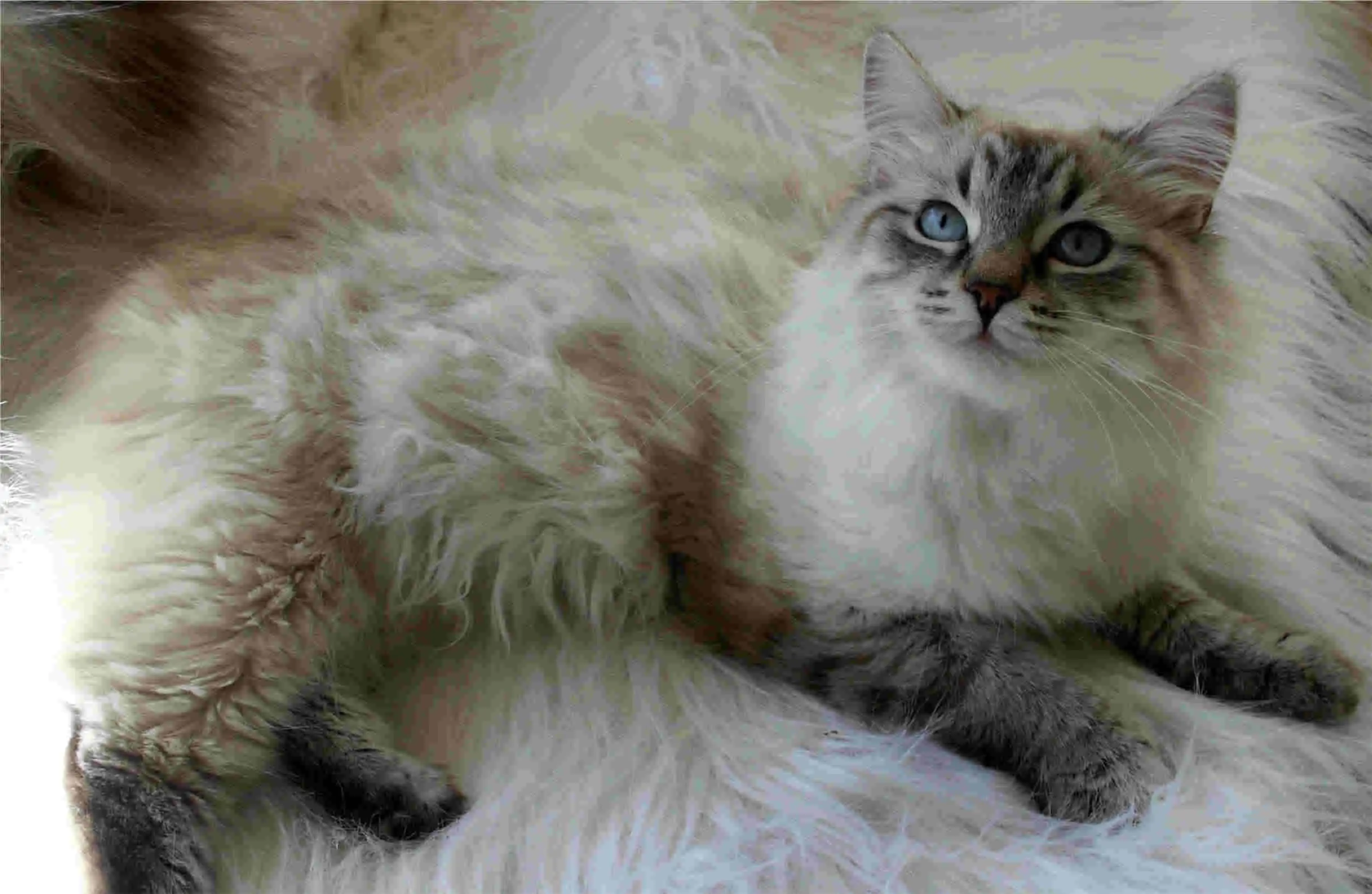 What are some facts about Siberian kittens?