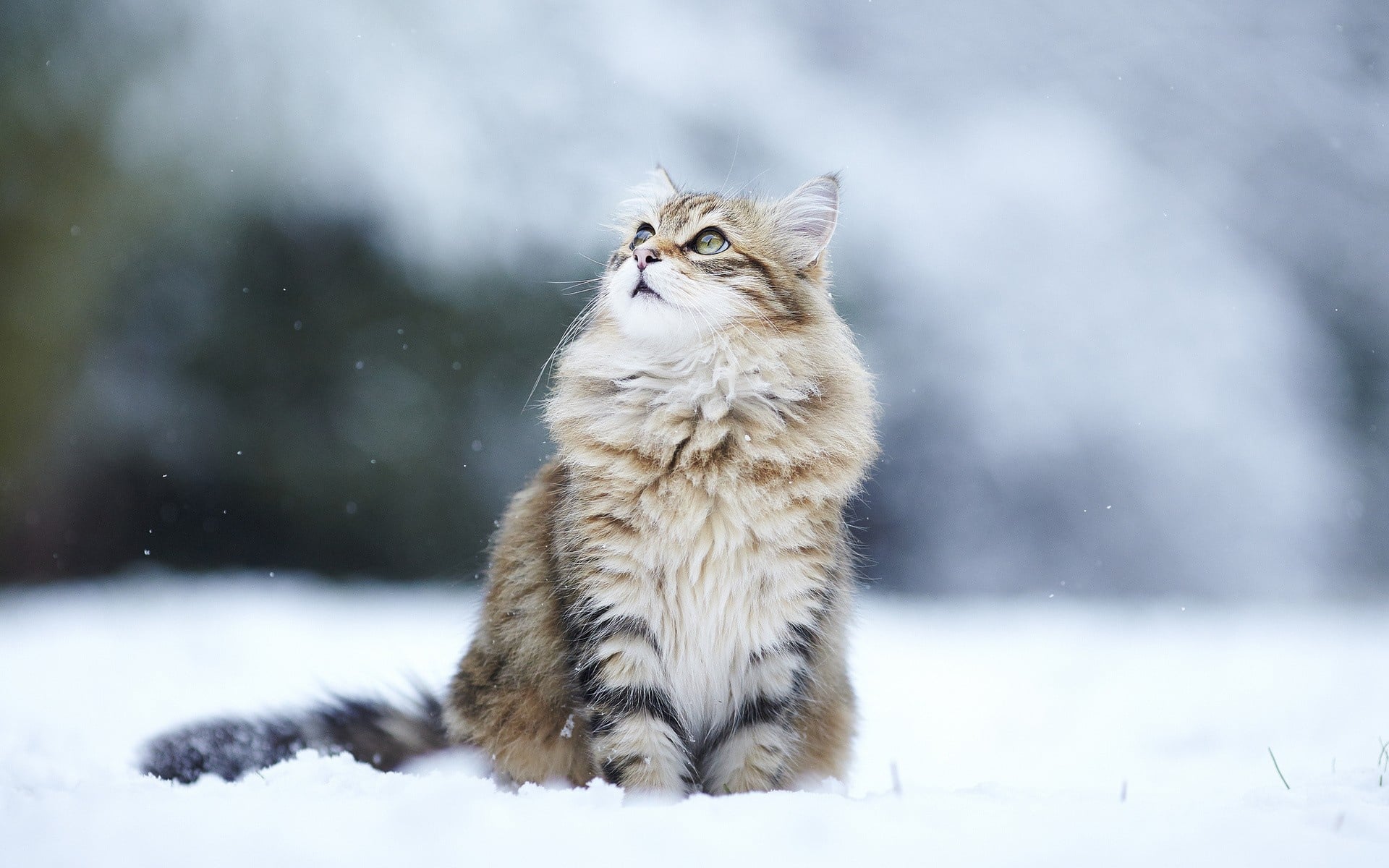 siberian cat 