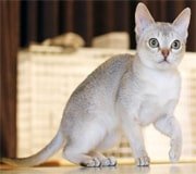 singapura cat