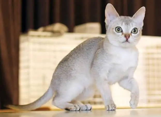 Singapura Cat Purrfect Cat Breeds
