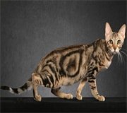 sokoke cat