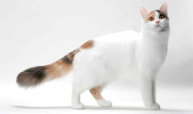 turkish van cat personality