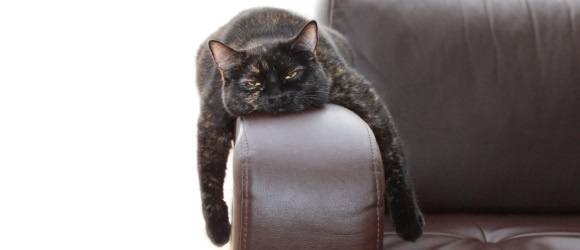 entertainment for cats