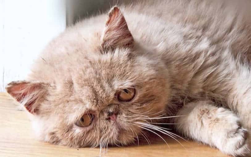 Can Cats Get Depressed? Signs and Treatment for a Sad