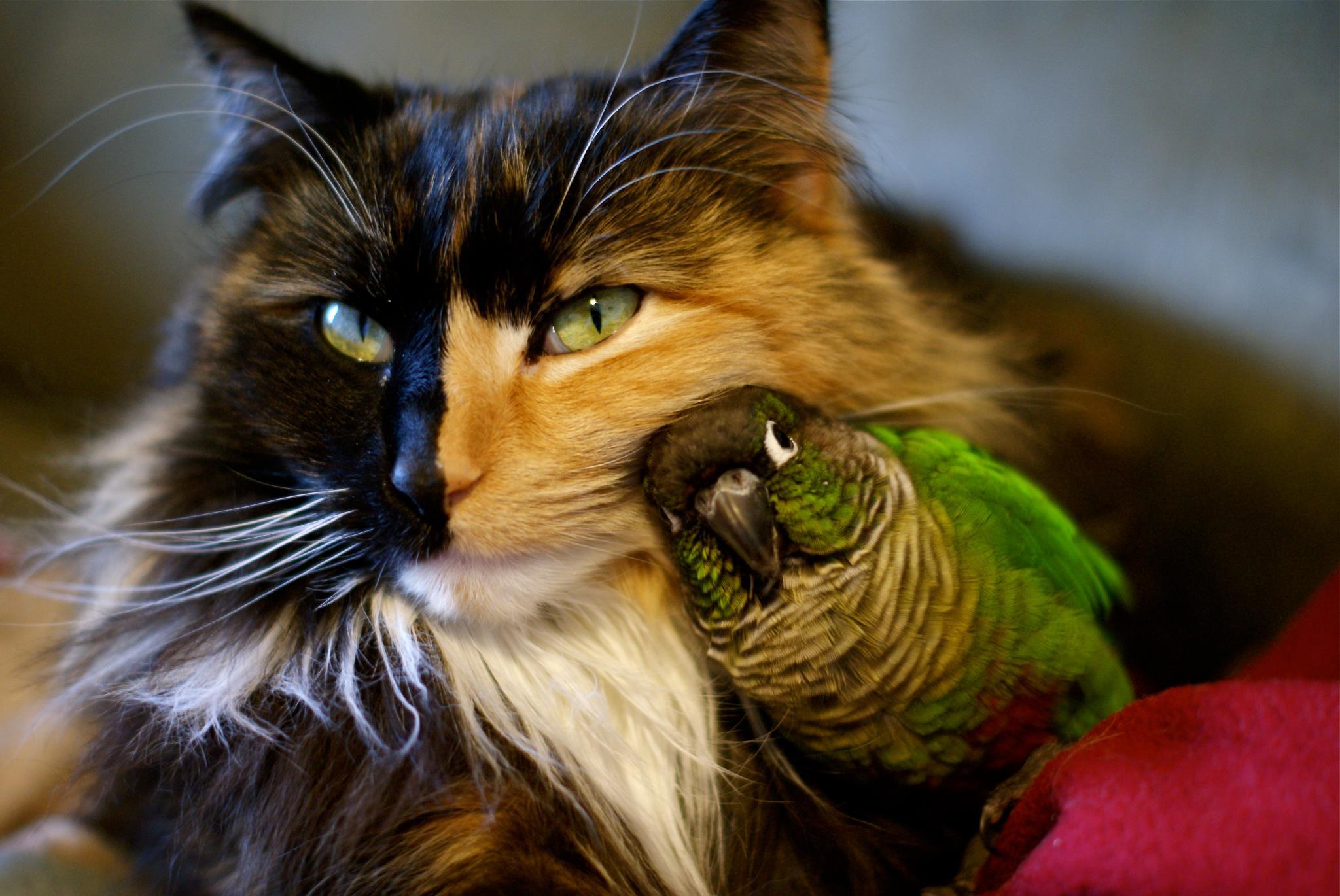 15 of the Strangest Cat Laws Ever Made Purrfect Cat Breeds