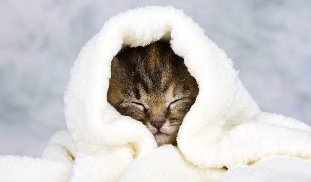 8 Clever Home Remedies for Cat Colds Purrfect Cat Breeds