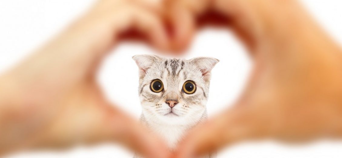 How to Make Your Cat Love You The Ultimate Guide Purrfect Cat Breeds
