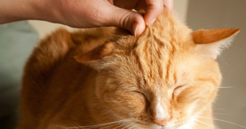 What Makes a Cat Purr? Purrfect Cat Breeds