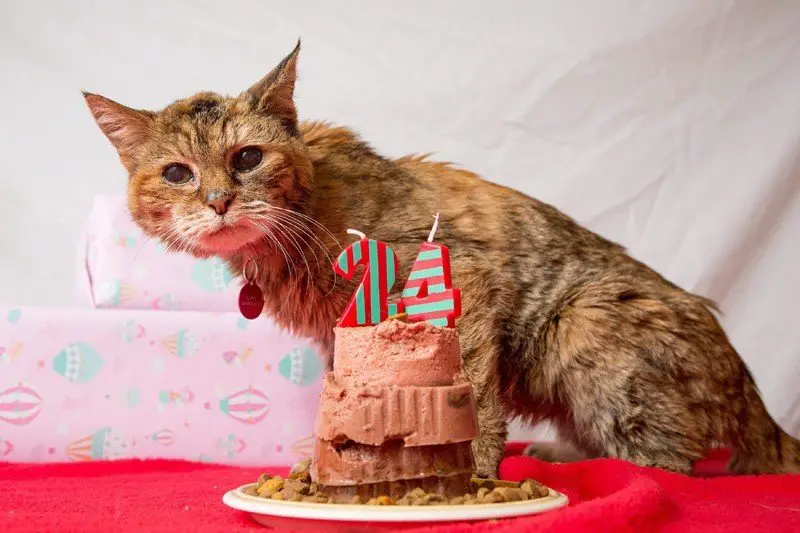 cat breeds that live the longest