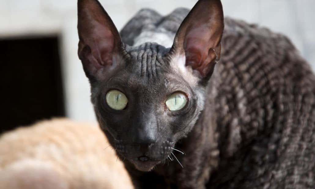 Black-Cornish-Rex.jpg