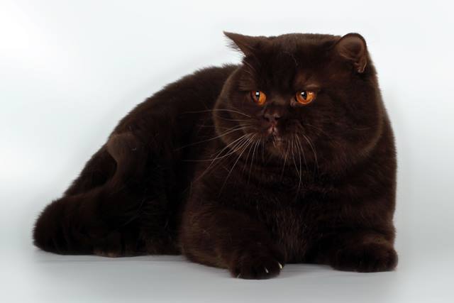 Beautiful Black Cat Breeds – Purrfect Cat Breeds