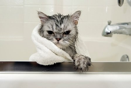 do-cats-need-baths.jpg