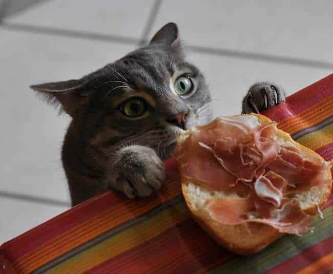 how to train your cat