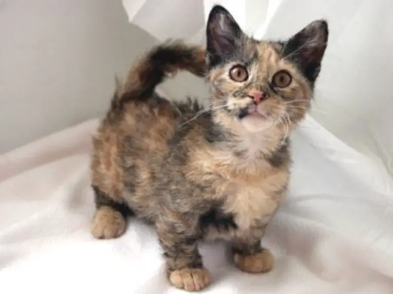Dwarf Cats with Short Legs Purrfect Cat Breeds