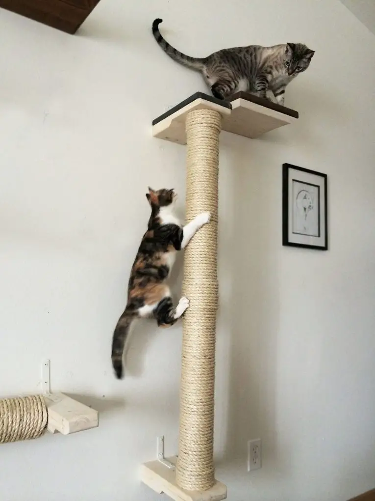 6 Unique Modern Cat Trees to Spruce Up Your Living Space Purrfect Cat